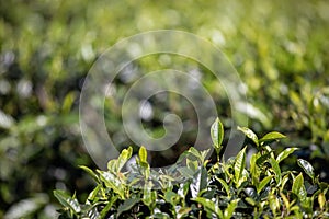 Selective focus on tea leaf in tea plantation photo