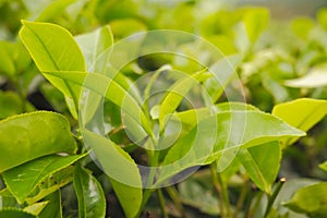 Selective focus of tea leaf shoots