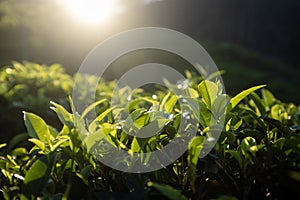 Selective focus on tea leaves