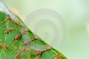 Selective focus team works red ants create their nest by green tree leaf