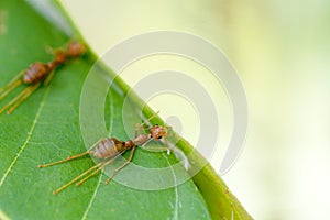 Selective focus team works red ants create their nest by green tree leaf