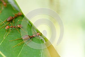 Selective focus team works red ants create their nest by green tree leaf