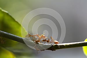 Selective focus team works red ants take ant carcass on tree branch