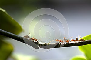 Selective focus team works red ants walking on tree branch