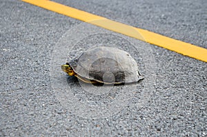 Selective focus Thai Snapping Turtles with leech on shell crossing a paved road in Thailand