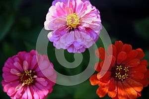 Selective focus on three corollas of colored zinnias Asteraceae family seen from above