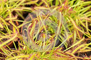 A selective focus on a tiny strap-like Cape Sundew Drosera capensis variety carnivorous plant leaf with wet and sticky tentacles