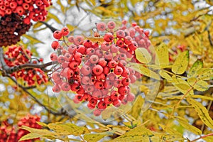 Selective focus to red rowan berries growing on a tree branches with yellow leaves. Colors of autumn nature, medicinal berries of