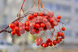 Selective focus to red rowan berries growing on a tree branches with yellow leaves. Colors of autumn nature, medicinal berries of