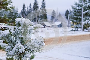 Selective focus to snowy pine branch with white snow flakes. Winter rural landscape with road in snow drifts, snow covered trees