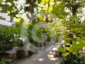 Selective focus on top of tree with beautiful sunlight