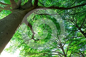 Selective focus on tree. Bottom view of tree trunk to green leaves of big tree in tropical forest with sunlight. Fresh environment