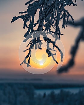 Selective focus of a tree branch covered with snow on a blurry background of a forest and sun