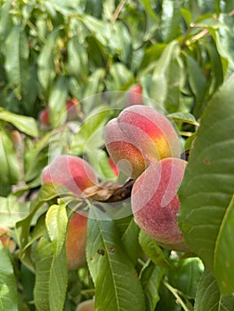 Selective focus of tree branch with ripe peaches