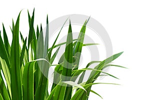 In selective focus Tropical Dracaena loureiri Gagnep tree with leaves on white isolated background for green foliage backdrop