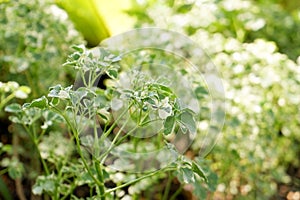 In selective focus tropical plant leaves with branches growing in a botanical garden with sunlight