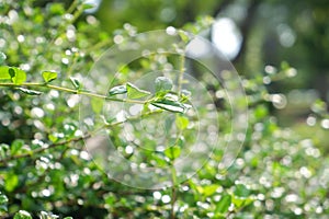 In selective focus tropical plant leaves with branches growing in a garden with sunlight