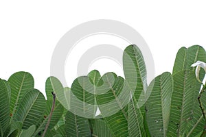 In selective focus tropical plumeria flower leaves on white isolated background for green foliage backdrop