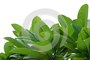 In selective focus tropical plumeria flower leaves on white isolated background for green foliage backdrop