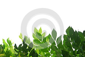 In selective focus tropical tree leaves with branches on white isolated background for green foliage backdrop