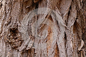 Selective focus. The trunk of the bark of the tree. Wood texture. Background.