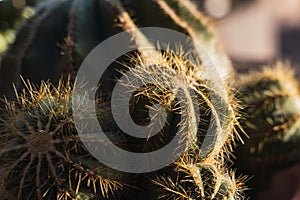 Selective focus on a tubercle of a spiny cactus