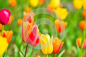 Selective focus of tulip flower