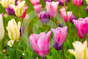 Selective focus of tulip flower