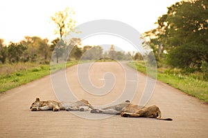 Selective focus of two female lions lying on a roadway in a game reserve