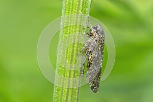 A typical leafhopper on a stem, Allygidius Atomarius