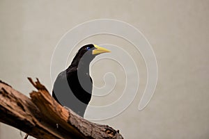 Selective focus of the unique blue eyed Crested oropendola bird perching on the wood