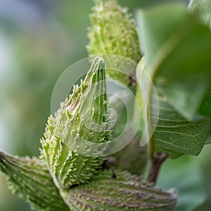 Selective focus on an unopened milkweed follicle seed pod in the fall. photo