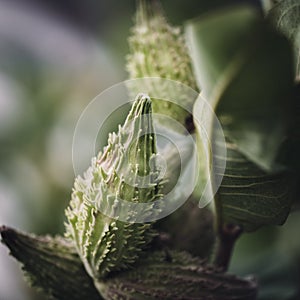 Selective focus on an unopened milkweed follicle seed pod in the fall. photo