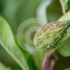 Selective focus on an unopened milkweed follicle seed pod in the fall. photo