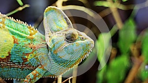 Selective focus of veiled chameleon (chamaeleo calyptratus)