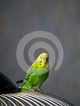 Selective focus. Vertical view of a bright green young budgie si
