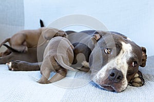 Selective focus view of American Bully female dog mum nursing her three-week old puppies