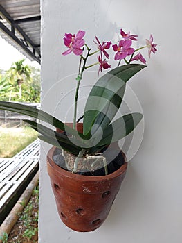 Selective focus view of blooming and beautiful phalaenopsis equestris orchid flower.