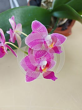 Selective focus view of blooming and beautiful phalaenopsis equestris orchid flower.