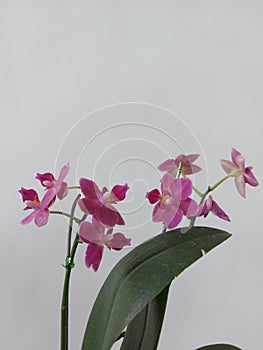 Selective focus view of blooming and beautiful phalaenopsis equestris orchid flower.