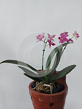 Selective focus view of blooming and beautiful phalaenopsis equestris orchid flower