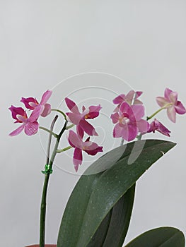 Selective focus view of blooming and beautiful phalaenopsis equestris orchid flower