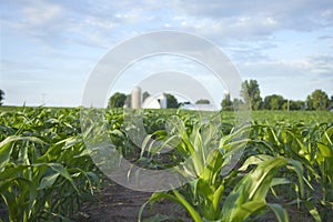 Selective focus view of cornfield and farm