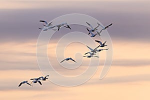 Selective focus view of flock of snow geese in flight seen in silhouette against a pastel pink and grey sky at dawn