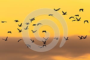 Selective focus view of flock of snow geese in flight seen in silhouette against a yellow sky with a band of clouds at sunrise