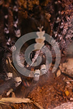 Selective focus. View of a large venomous spider.