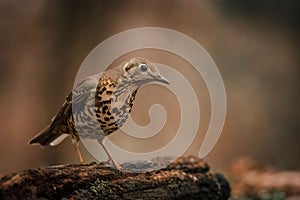 Selective focus view of a Mistle thrush bird in a forest in Papakovaci, Hungary