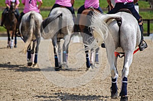 selective focus, view of the rump of several horses during a horseball game