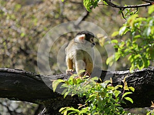 Selective focus view of a squirrel monkey sitting on a tree branch