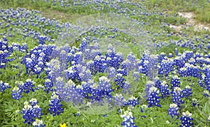 Selective focus view of Texas Bluebonnets on a hillside